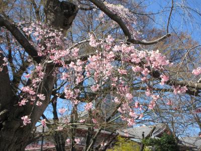 ２０２４年３月　東京２日目　その１　芝の増上寺で桜を見る。