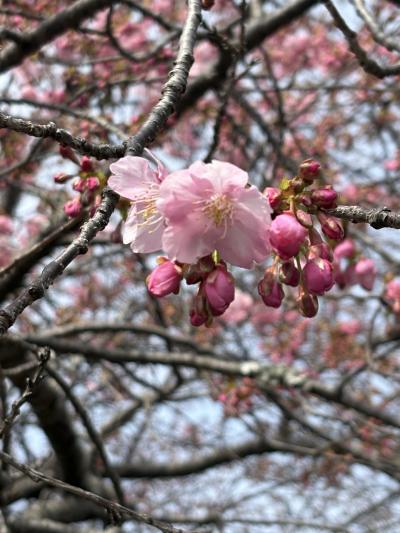 河津・伊東・熱海～早春の伊豆の旅