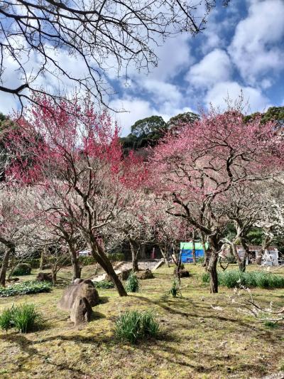 2025年2月桜と梅の熱海旅行&#127800;
