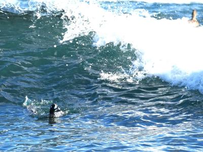 冬の活動まとめ ひたちなかの鳥・秩父のロウバイと氷柱・会津磐梯スキー