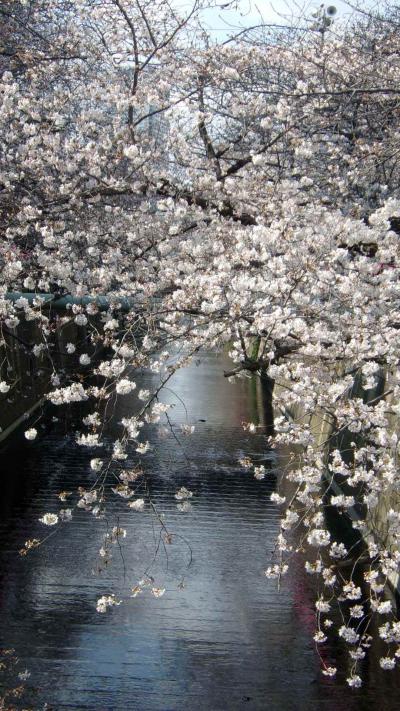 桜咲く目黒川から代官山を越えて渋谷川へ