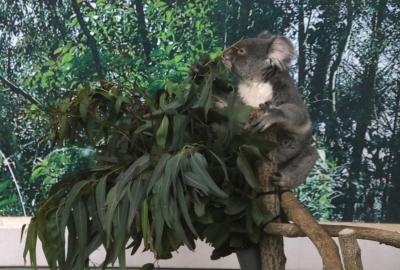 コアラなど魅力的な動物がいっぱいいる桜島が観える平川動物園初訪問