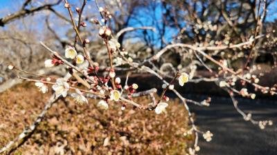 散歩・岩本山公園 2025.02.07 ＝梅・蝋梅を見ながら＝