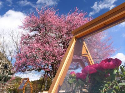 あしかがフラワパーク」のロウバイ、紅梅、白梅_2025_どれも見頃が続いてました（足利市）