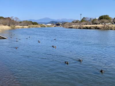 春を探して 霧島市・天降川ふるさとの川河川公園