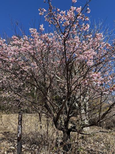 寒波の中の伊東温泉と小室山の伊東小室桜
