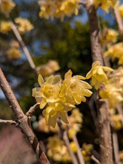 【旅行記】2025年2月熱海の旅1日目~熱海梅園&さわやか~