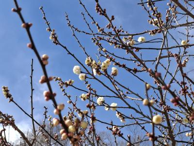 早春の京都旅 梅咲き始め 北野天満宮