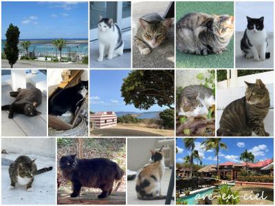 ＊猫の日＊旅を通じてにゃんズ(=^･^=)との出逢いに感謝♪【猫旅総集編】
