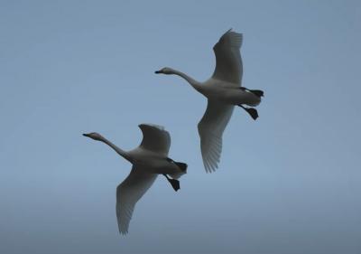 白鳥飛来(シベリアから団体ツアーで4,000Kmのロマン飛行) 