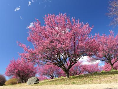 「本庄総合公園」の紅梅と白梅_2025_どちらも綺麗に咲き揃って、見頃でした（本庄市）