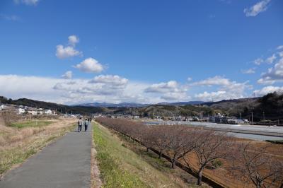 さわやかウォーキング 函南 (柏谷横穴群とかんなみ桜を巡る)JR東海 桜はまだ咲いてない