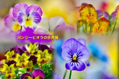 中部地区最大規模約600種のパンジー ビオラが織りなす世界