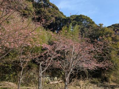 早咲きの桜を求めて（2日目）