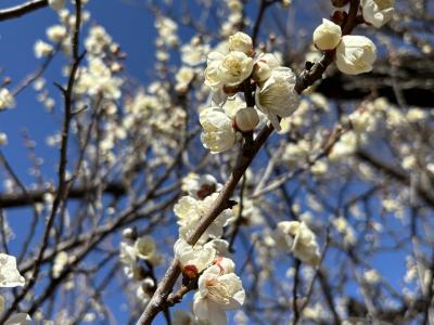 プチプチ旅　新宿から13分。今がみごろの世田谷梅まつり2025