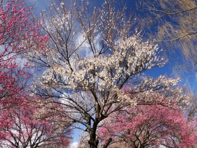 「大室公園」のウメ_2025(2)_ロウバイと紅梅は満開で見頃末期、白梅は満開前でした（前橋市）