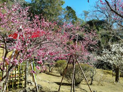 成田山の梅まつり