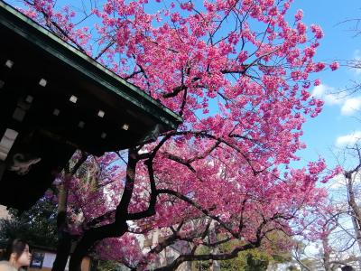 ’２５　東京桜さんぽ　荏原神社の寒緋桜＆品川神社の梅