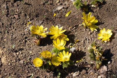 20250224-2 調布 神代植物公園で大温室の花々と、うめ園の梅達と