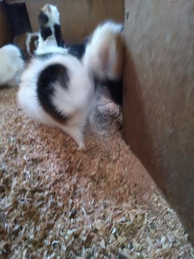 モルモット特集