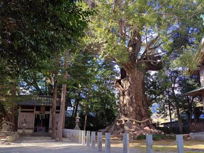 2025年2月 母と巡る伊豆①：河津桜は最強寒波で咲き遅れ