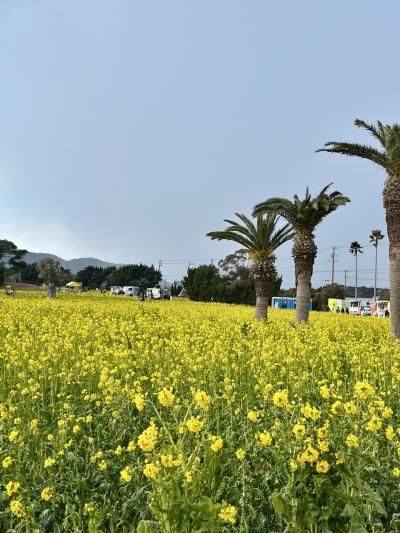 早春？いえ冬の渥美半島へ菜の花畑といちご狩り