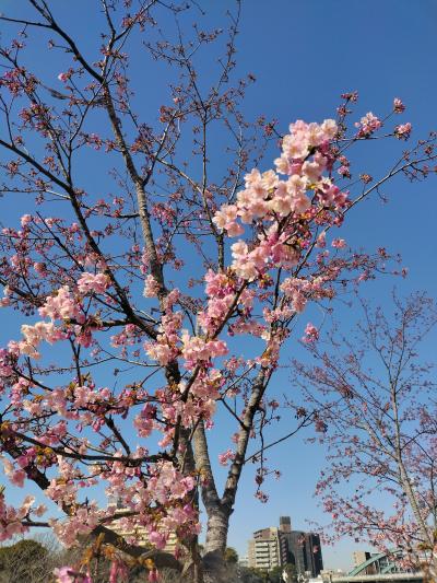 錦糸町～亀戸～平井を歩く