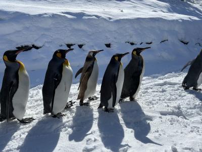 旅山羊、よし、ペンギンの散歩にいってみよう！