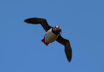 ボナビスタ_Bonavista　ブオノ・ビスタ！夏にはパフィンのコロニーも見られる、古くから漁業で栄えたニューファンドランド島の港町