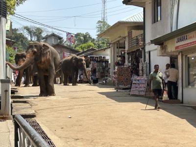 Ayubowanスリランカ６日間の旅その3