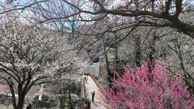 熱海へ行って来ました 2025.02.15　3.熱海梅園へ