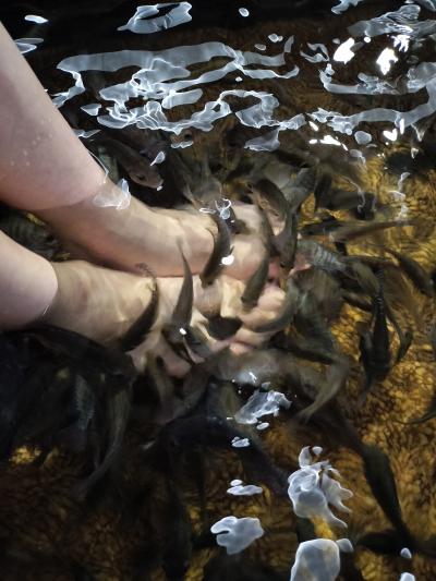 2024年末に台湾周遊&温泉を楽しむ旅Part2