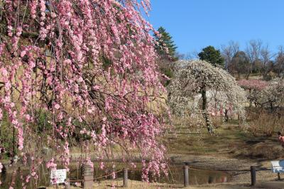 梅めぐり　大倉山公園梅林（４０種）　２０２５