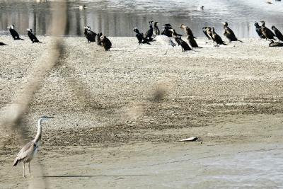 Japan 春だぁ! 伊佐沼の鳥たちと川越仲町観光案内所のお雛様