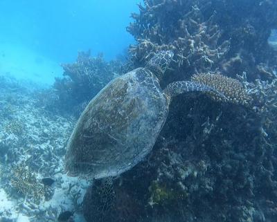 ソロトラベラー(オーストラリア ケアンズ)♯510