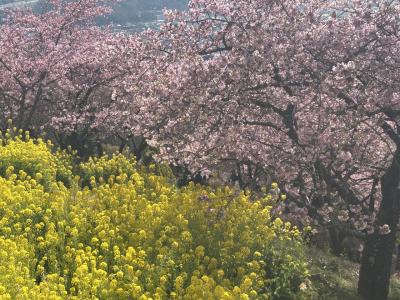 2025年　河津桜満開の晴天の日曜日　松田さくら祭り