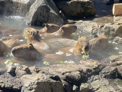 シャボテン動物公園と大室山
