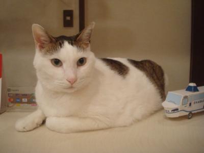 看板猫のいるペンションアイビー宿泊記。夕食難民になりコンビニでパンを購入。