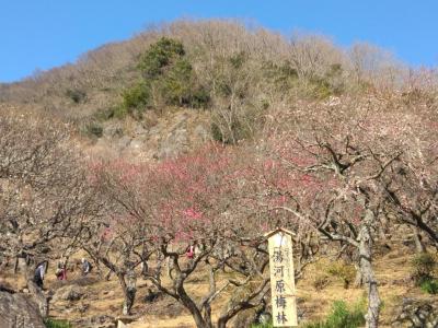 城山と湯河原梅林