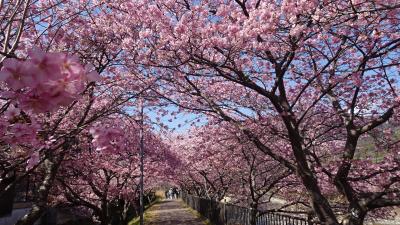 3/1河津桜満開 駐車場1000円だけど・・