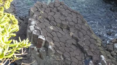 河津桜のあとに爪木崎へ なごりの水仙とアロエ、完璧な柱状節理