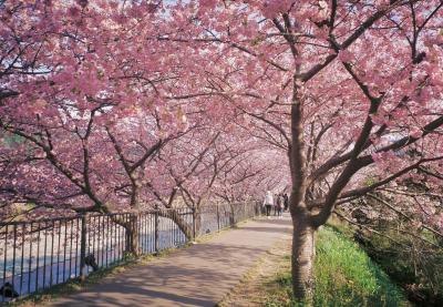 2025年サフィール踊り子で行く河津桜祭り。3月初めようやく見ごろを迎え期間延長です。