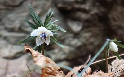 早春の花2025 忘備録