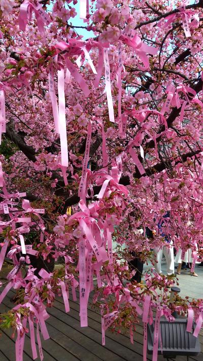 「　河津桜咲く　桜神宮　花さんぽ　」2025