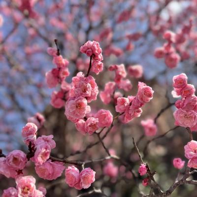 小村井の香取神社と亀戸天神で梅を愛でて「八べえ」で鰻を食べました