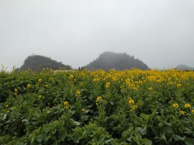 雲南省 元陽 泸西 羅平に行ってきた④