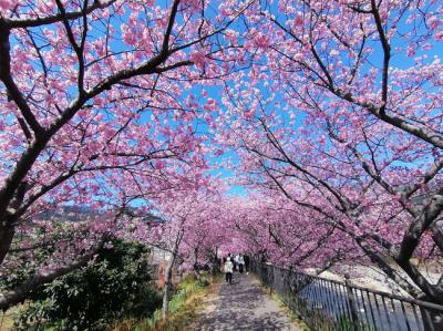 ’２５　静岡桜さんぽ１　河津町 河津桜まつり