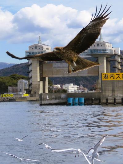沼津‐2　沼津港遊覧クルーズa　10時出航‐30分　千鳥観光汽船　☆富士山！　鳶/カモメ餌やり