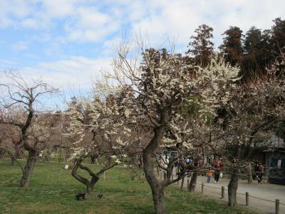 観梅期の偕楽園&amp;東京Stay(202503)