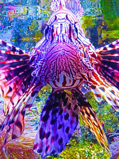 沼津‐6　沼津港深海水族館a　ヘンテコ生き物‐色形？　☆ハナミノカサゴ/オニキホウボウ